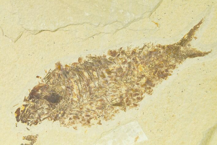 Bargain, Fossil Fish (Knightia) - Wyoming #333784